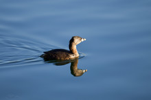 Cute Little Pied-billed Grebe Duck Swimming