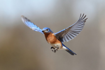 Sticker - Bluebird In Flight