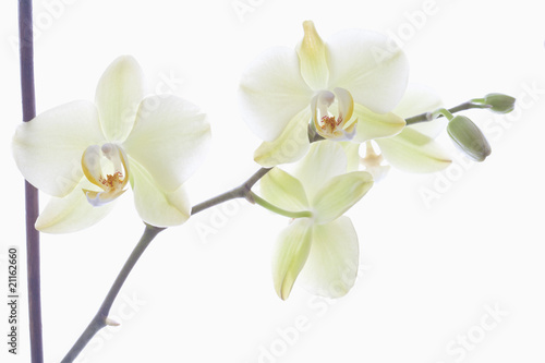 Naklejki kwiaty  bialy-storczyk
