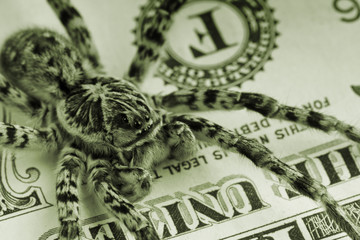 Wall Mural - Tarantula and money - finance protection concept