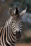 Fototapeta Konie - Zebra portrait