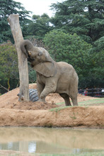 Zoo Elephant