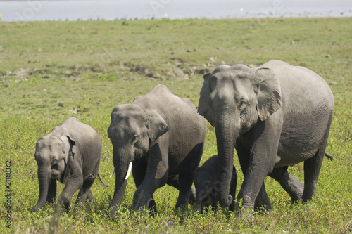Naklejka samoprzylepna Dzicy azjatykci słonie w kaziranga parku narodowym, ind