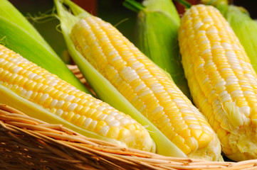 Sweetcorn offering, husked and unhusked ears in a basket