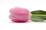 pink tulip