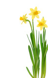Fototapeta Dmuchawce - Spring daffodils