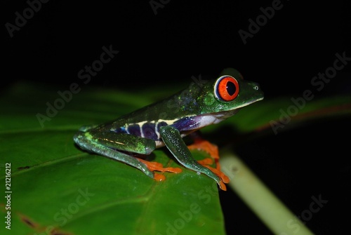 Plakat na papierze fotorealistycznym Agalychnis callidryas