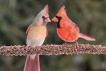 Pair Of Northern Cardinals
