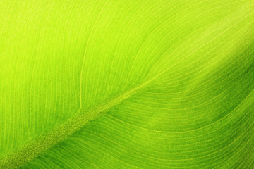 Poster - leaf details