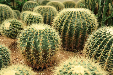 Wall Mural - cactaceae.