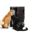 Two cats playing with cat scratcher