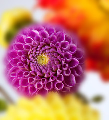 Background with two dahlias