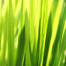 Sunny Grass Background. Soft, Selective Focus.