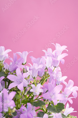 Board z aluminiowym obramowaniem Kwiaty bluebell.