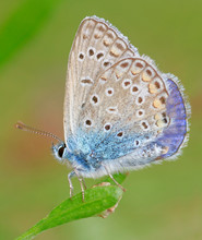Copper-butterfly