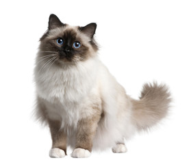 Wall Mural - Front view of Birman cat, standing in front of white background