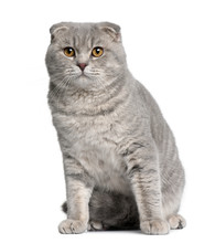 Scottish Fold Cat, Sitting In Front Of White Background