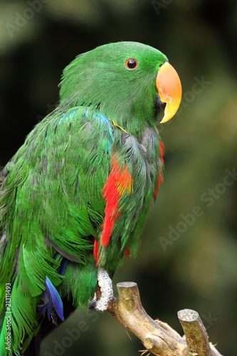 Obraz na płótnie canvas czteroczęściowy "tetraptyk" Duży eclectus, eclectus polychloros roratus