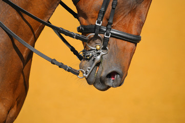 Canvas Print - Dressage - muzzle of bay horse