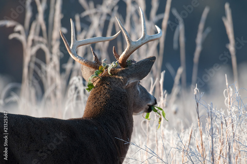 Fotoboard na płycie Whitetail jelenie złotówki w mroźny poranek