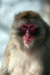 Wall Mural - Snow Monkey