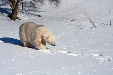 mercedes the polar bear