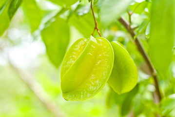 Poster - Stair Fruit in Nature