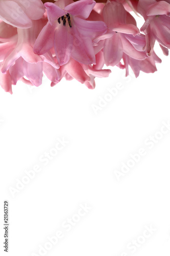 Tapeta ścienna Hiacynt hyacinthus orientalis z wodą