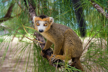 Lemur Coronatus of Madagascar