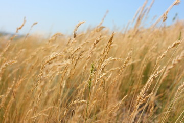 Naklejka na meble Ripe cereal spikes against a blue sky in steppe