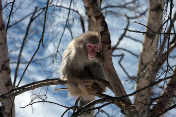Wall Mural - Snow Monkey