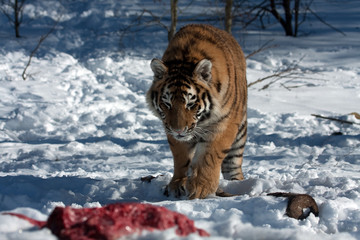 Wall Mural - Amur Tiger