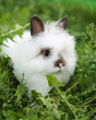Leinwanddruck Bild White rabbit on walk