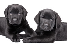 Two  Black Labrador Puppies, Two  Months Old.