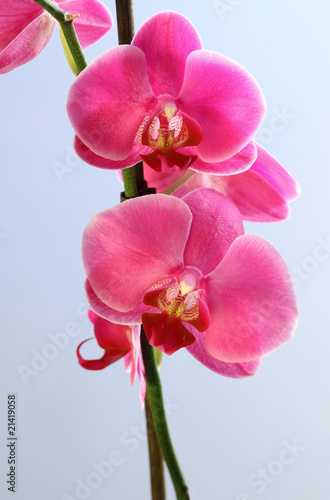 Board z aluminiowym obramowaniem Kwiat orchidei - phalaenopsis
