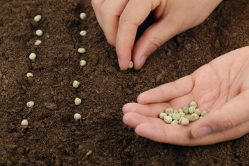 sowing peas