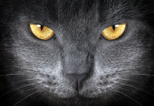 Fototapete -  - gray cat