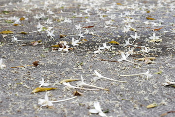 Flower on ground