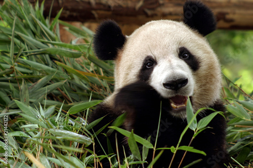 Board z aluminiowym obramowaniem Panda zjada bambus