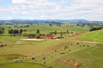 Canvas Print - New Zealand countryside in Wanganui region