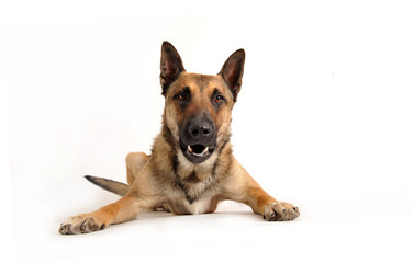 Poster - chien policier