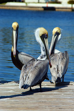Three Pelicans On Dock