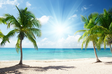 Wall Mural - caribbean sea and coconut palms