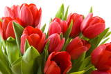 Fototapeta Tulipany - Tulips from Holland