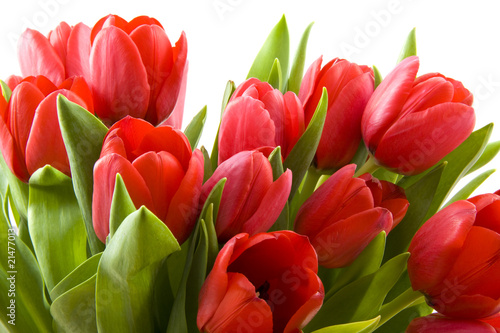 Naklejka na kafelki Tulips from Holland