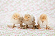 canvas print picture - Cute baby chicks