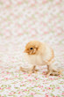 canvas print picture - Baby chick