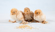 Leinwanddruck Bild - Baby chicken
