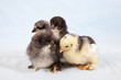 Leinwanddruck Bild - Cute little baby chicks