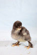 canvas print picture - Cute little baby chicken on blue